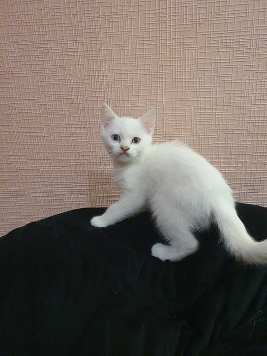 Кошенята шотландські весловухі