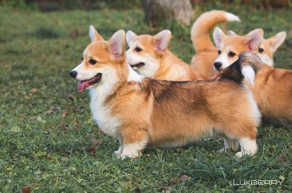 Welsh Corgi Pembroke, po prostu słodziaki!