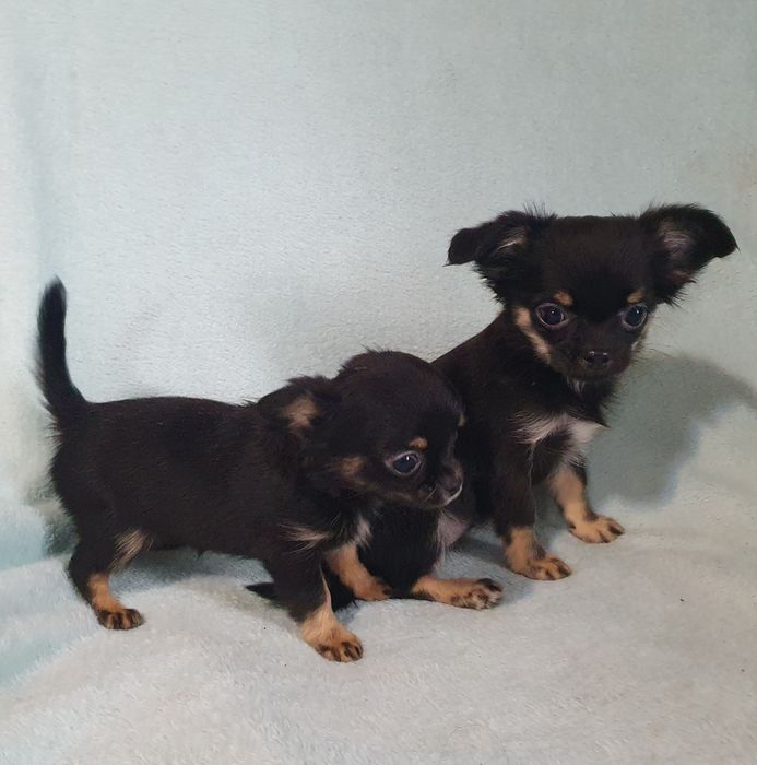 Девочки чихуахуа черноподпалые