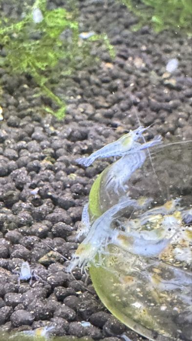 CAMARÕES NEOCARIDINA SELECIONADOS – SHRIMPMANIACPT
