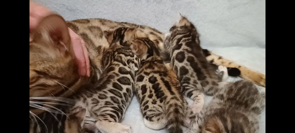 Бенгальские котята, бенгальські кошенята, бенгали