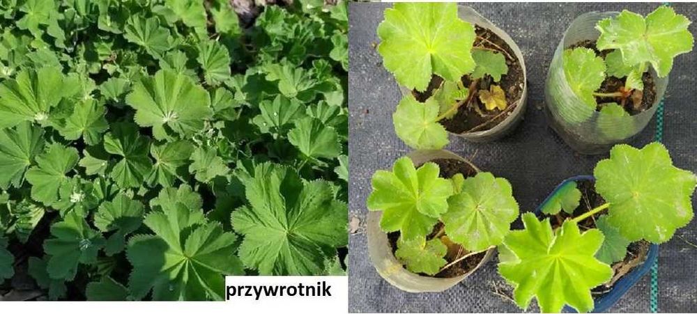 Przywrotnik, kopytnik, miodunka, jasnota plamista, berberys