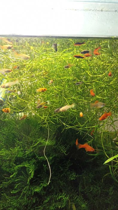 Продам рослини та аквариумную рыбку!