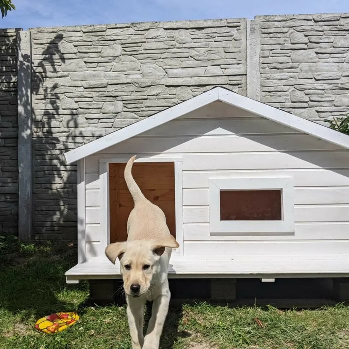 Будка для собаки (є в наявності)