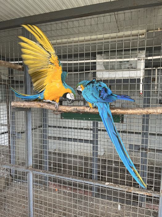 Casal de Araras Adultas  posso trocar por Cacatuas pago a diferença dependendo da especie.