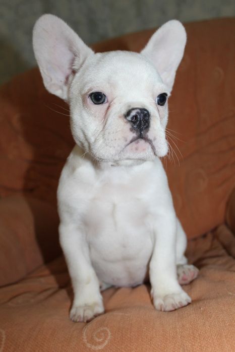 Супер генний хлопчик