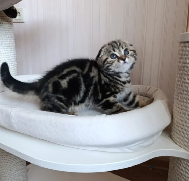 Вислоухие котята