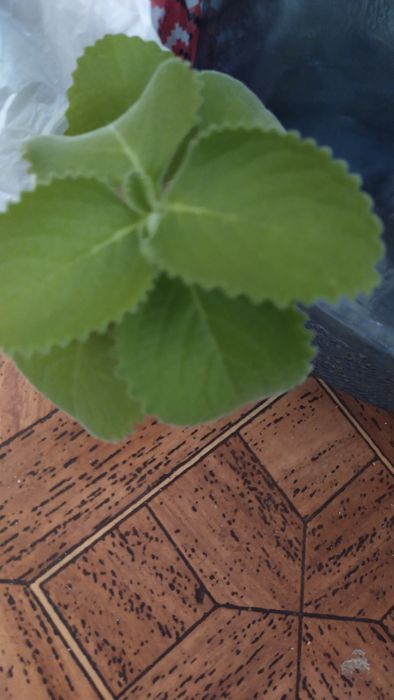 Пеларгония лимонная и комнатная мята или плектрантус