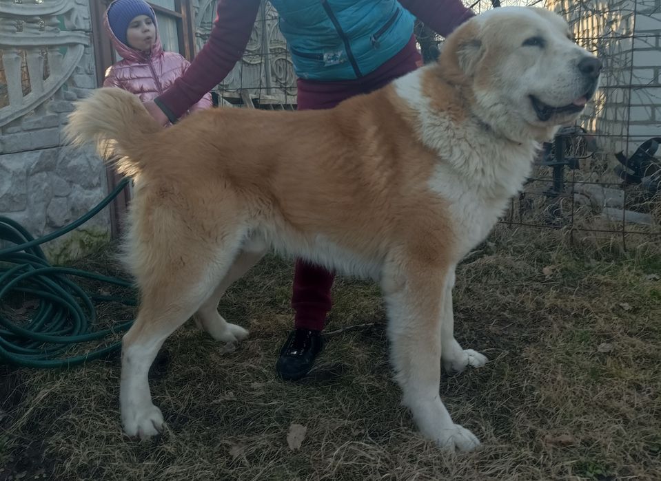 Кобель САО вязка