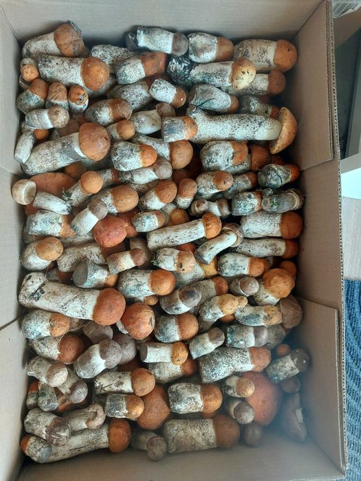 Grzyby tegoroczne suszone