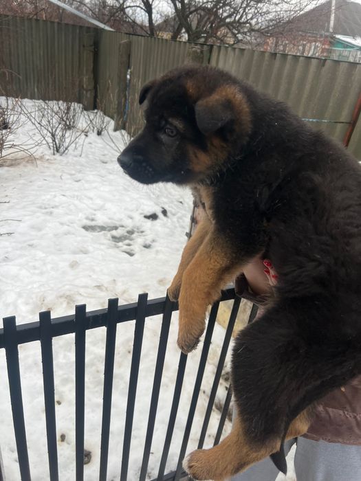 Продам цуценя німецької вівчарки