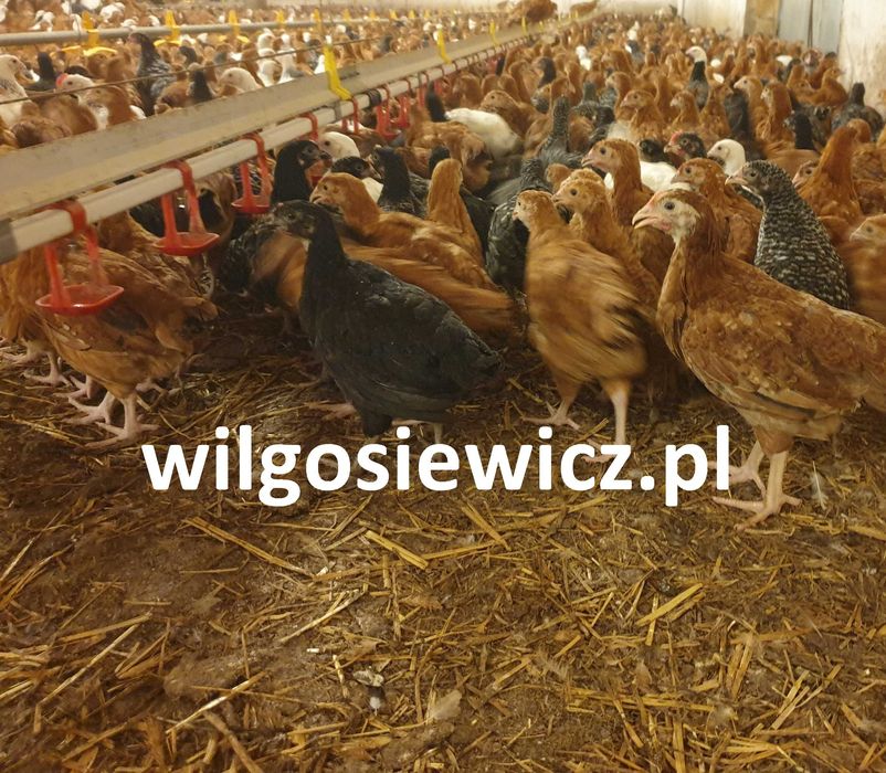 Kury kokoszki nioski Rosa kolorowa odchowana na wybieg dowóz Gratis
