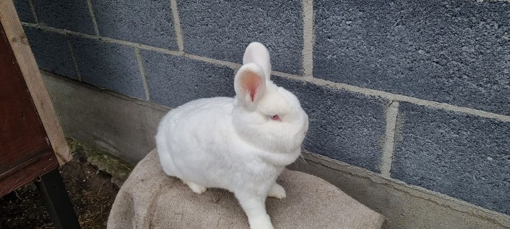 Nowozelandzki Biały