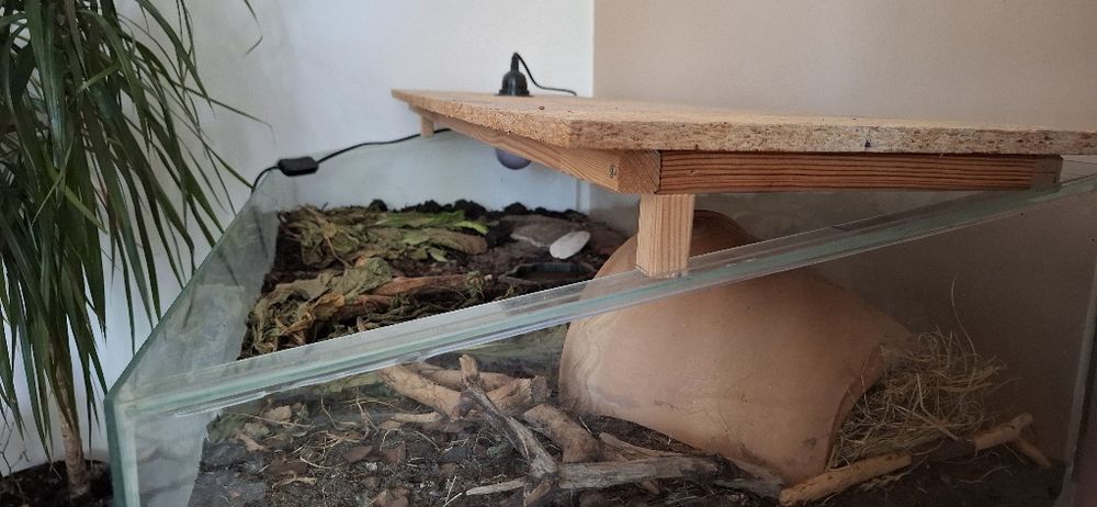 Terarium dla gada żółw lądowy akwarium wybieg