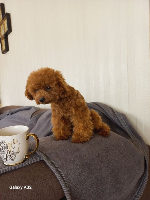 Той пудель..кобель на вязку документы ксу.рост 25см