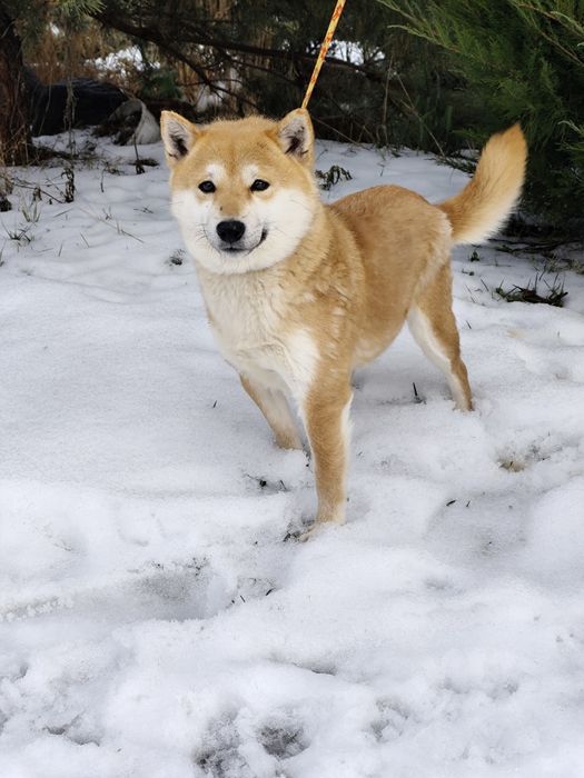 Дівчинка Шиба Сіба Іну