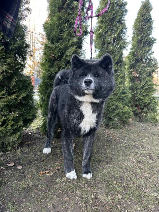 Akita - pręgowane szczenię na sprzedaż ZKWP / FCI