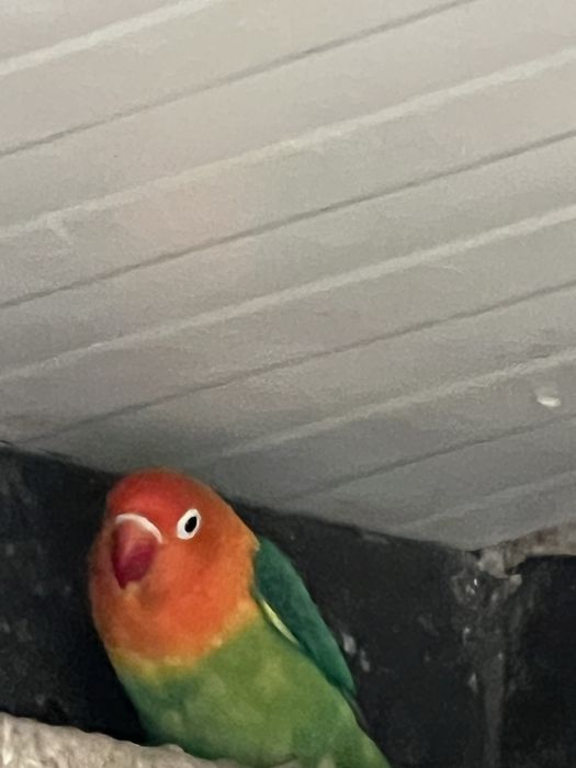 Casal de agaponis fischeri