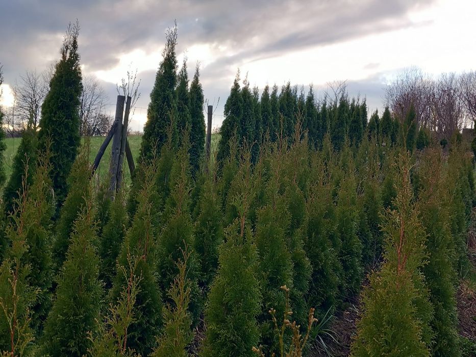 Thuja tuja szmaragd