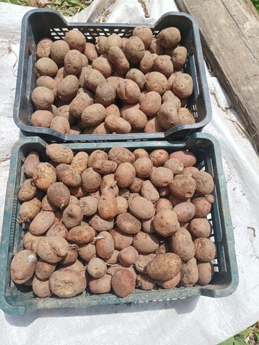 Продам картоплю можу доставити