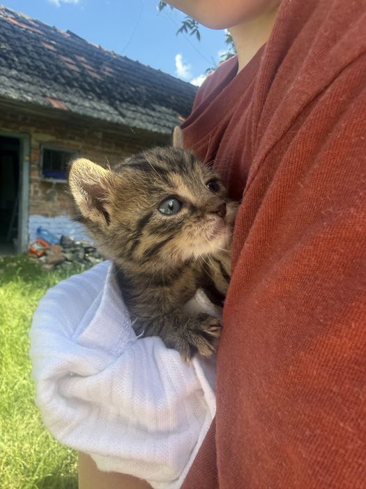 Кошенята безкоштовно. Читайте опис!