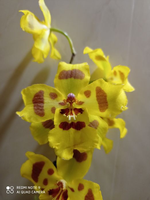 Орхидея Камбрия.