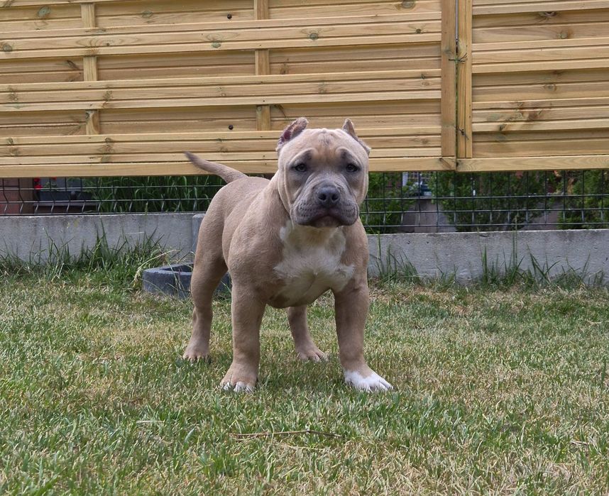 Suczka American Bully Standard ABKC