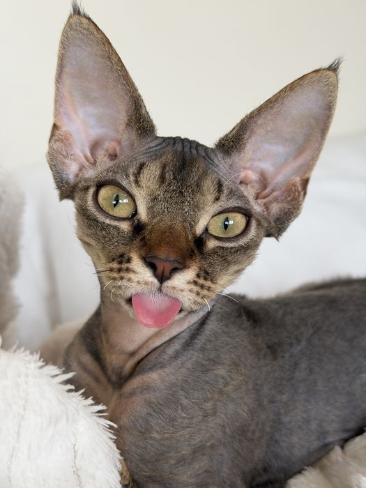 Koteczka Devon Rex