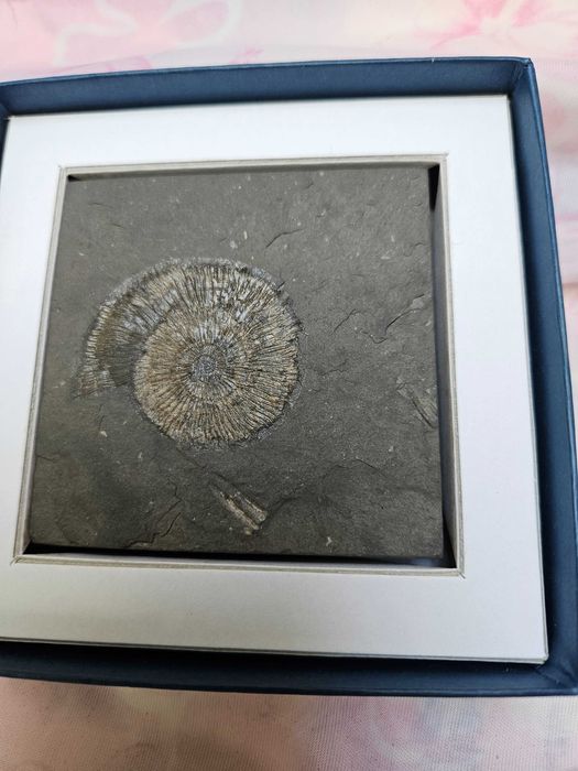 Amonit z certyfikatem