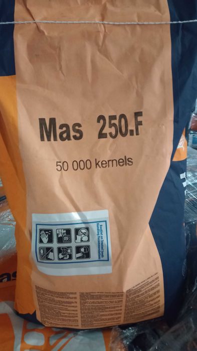 Kukurydza Maisadour Mas 250F nasiona kukurydzy