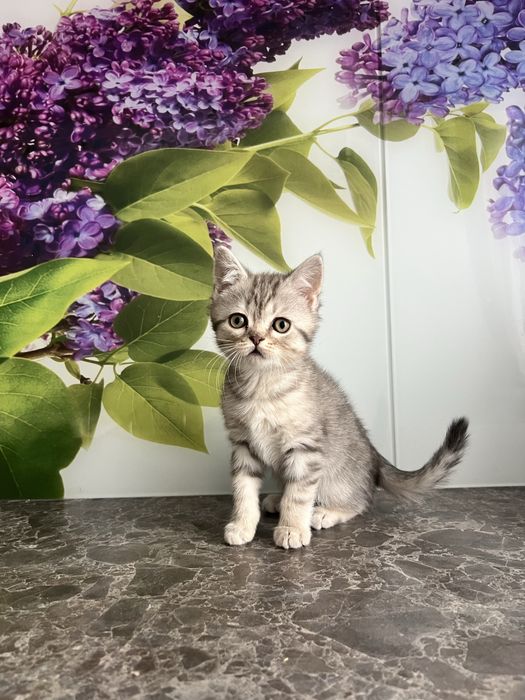 Лялькова киця кошеня шотландська прямовуха дівчинка scottish straight