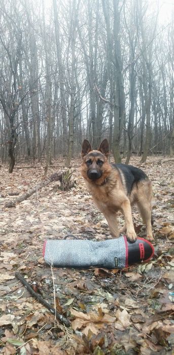 Вязка німецька вівчарка