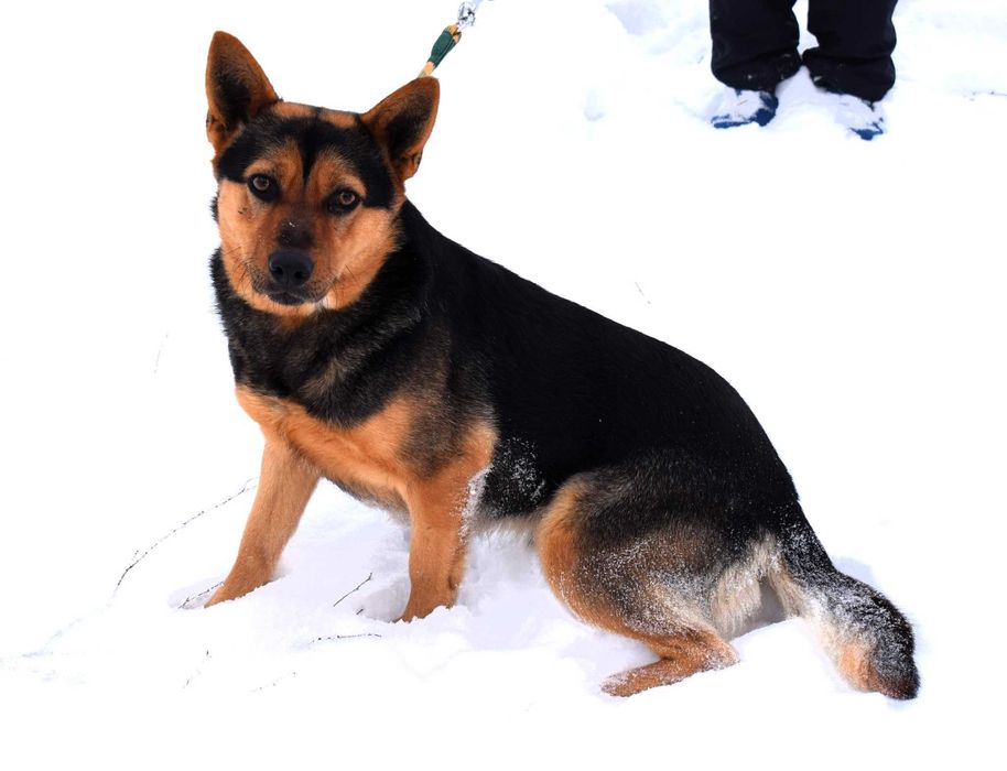 Figaro wrażliwy, kochany pies