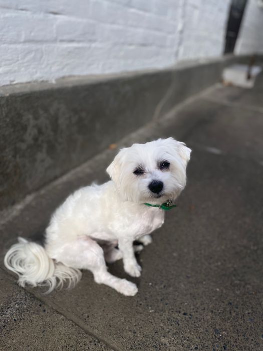 Мальтійська болонка (мальтезе) хлопчик