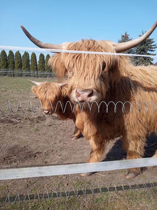 Bydło szkockie, rasa Highland