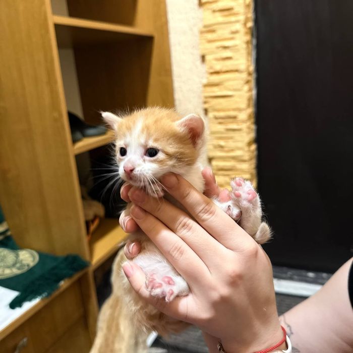 Котятки ищут дом