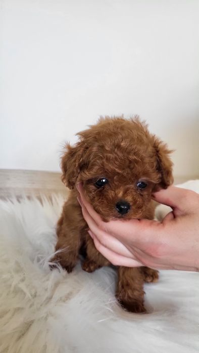 Мальтіпу, той пудель, хлопчик китай(poodle teacup, toypoodle)

Ось гот