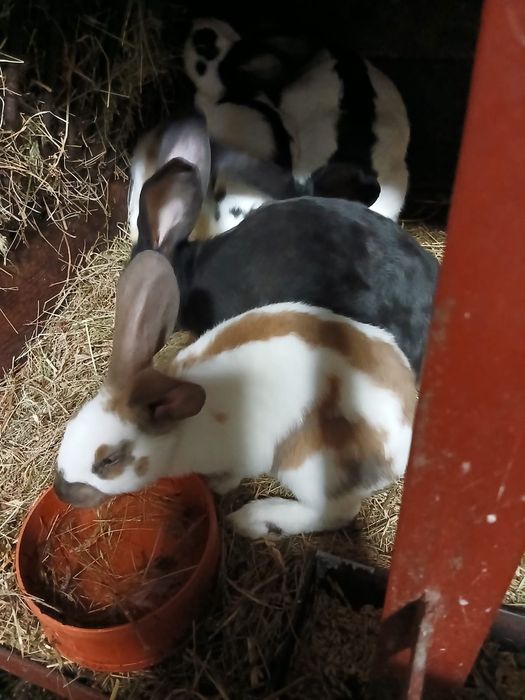 Srokacz niemiecki Termondzki Biały