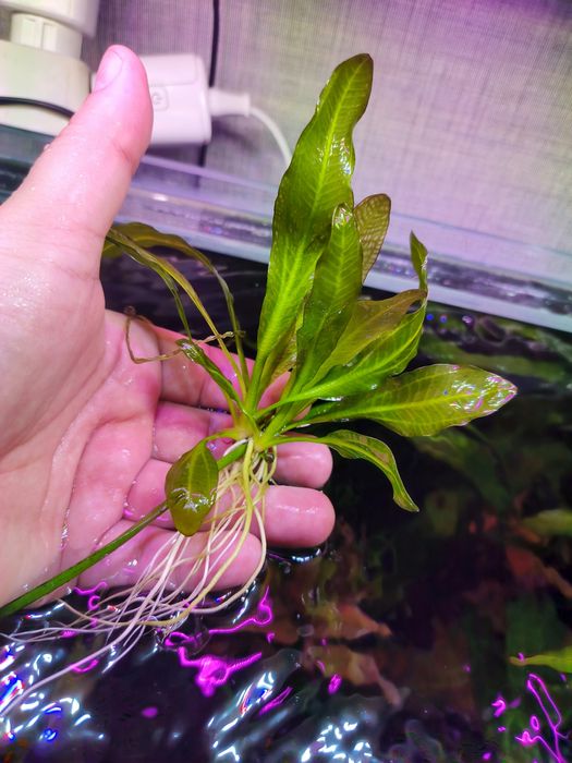 Эхінодорус Верховный Озеленитель