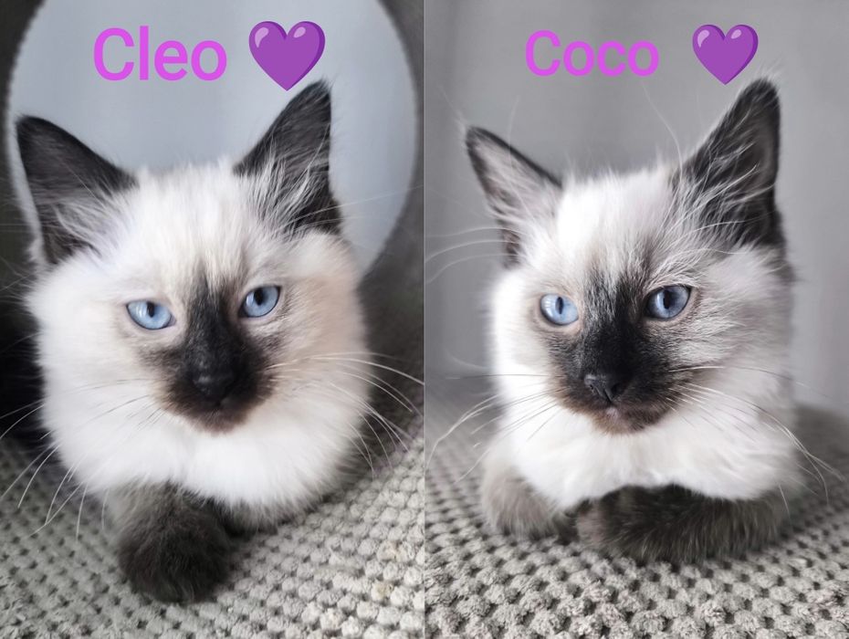 Ragdoll - kotka - color point