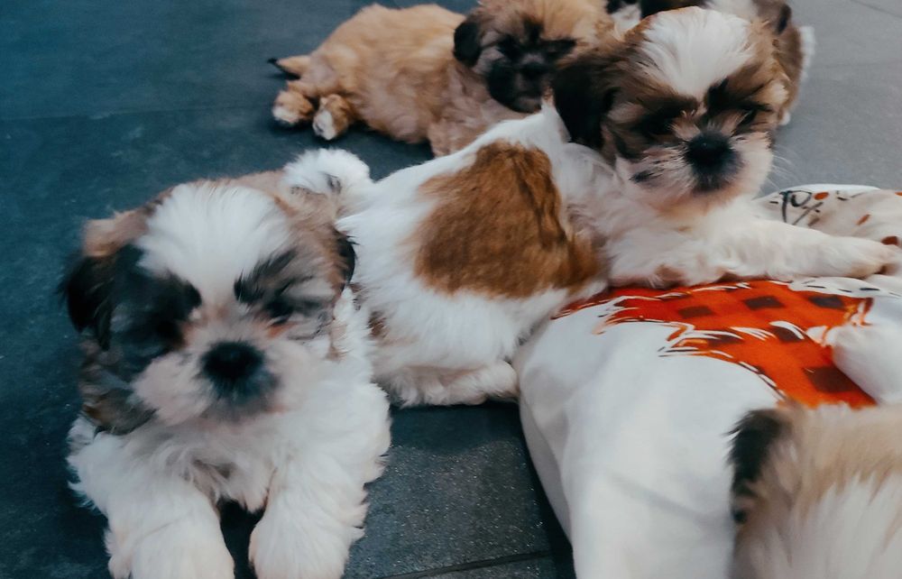 Szczenięta shih tzu