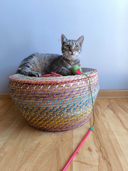 Kot Filemon czeka na dom