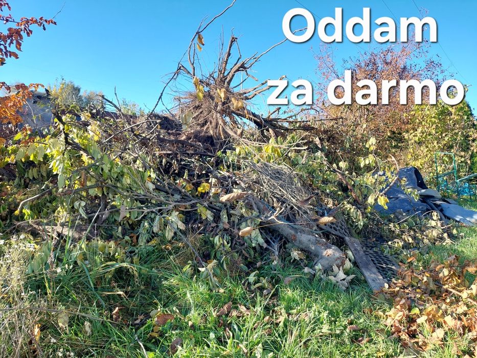 Drzewa, drewno oddam za darmo