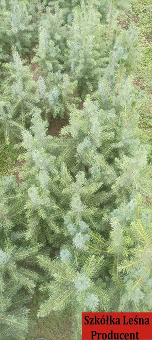 Świerk Serbski sadzonki *Picea omorika* swierk choinki wysylka