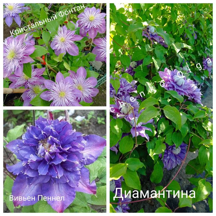 Саджанці клематиса.