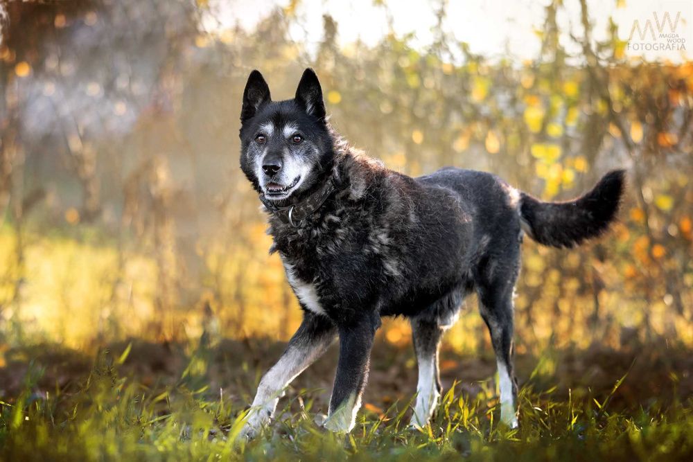 Piękny dojrzały psiak BOSSMAN szuka domu
