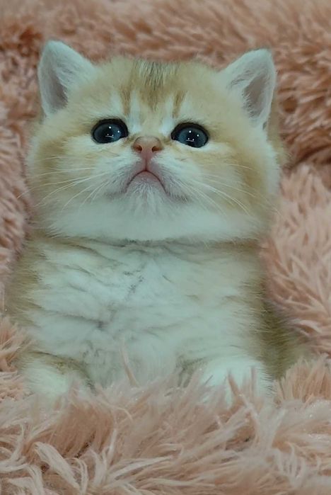 Gatinho Scottish Straight Golden