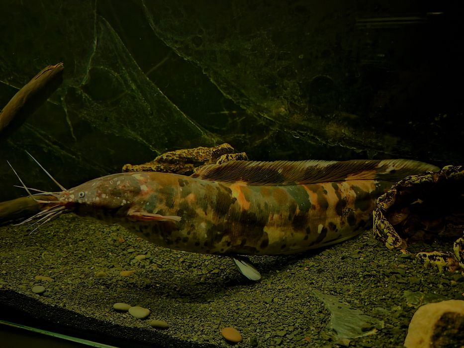 Sum clarias batrachus (długowąs żabi) oraz zbrojniki