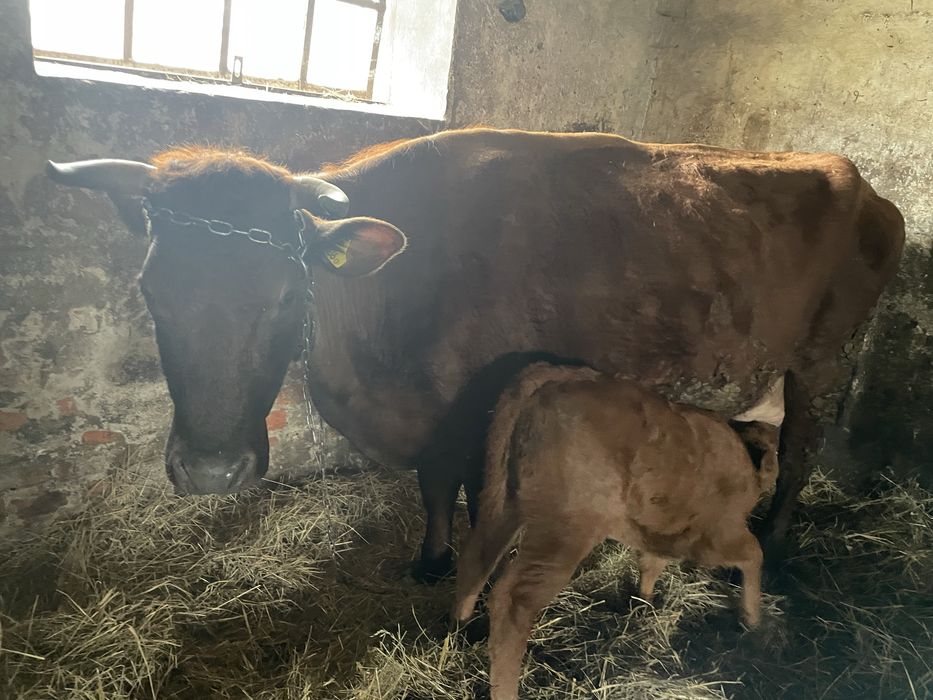 Krowa górska polska czerwona sprzedam tanio