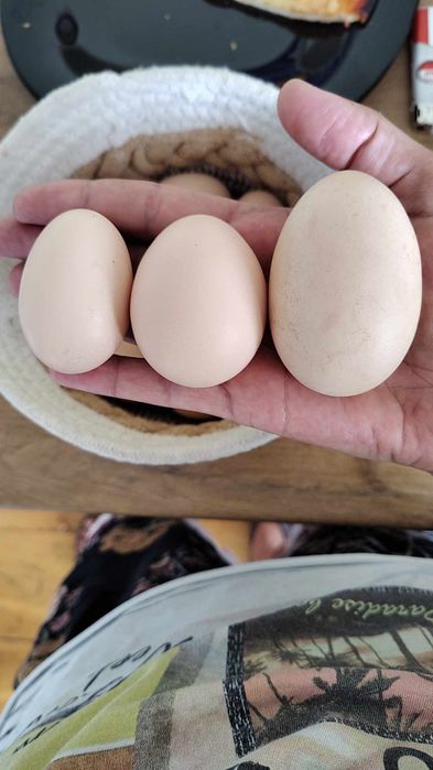 Kurki Nioski Gotowe do Produkcji Jaj – Odbiór Osobisty lub Transport